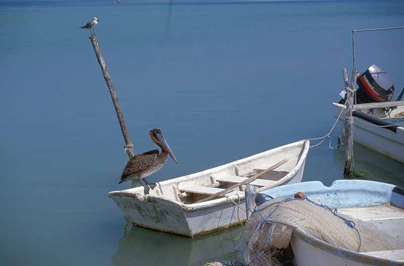 191_Bruine pelikaan, Rio Lagartos.jpg